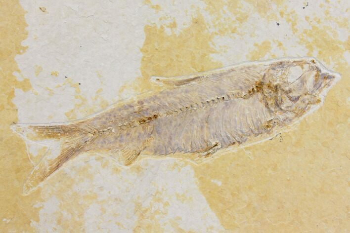Fossil Fish (Knightia) - Wyoming #150619